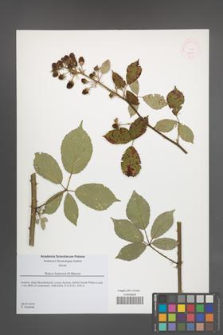 Rubus liubensis [KOR 51811]
