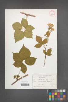 Rubus lobatidens [KOR 32316]