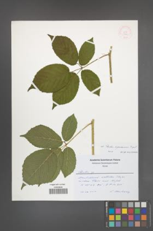 Rubus lignicensis [KOR 51888]