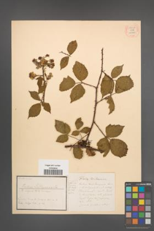 Rubus lindleianus [KOR 54028]