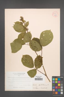 Rubus leptostemon [KOR 54030]