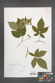 Rubus lucentifolius [KOR 46440]