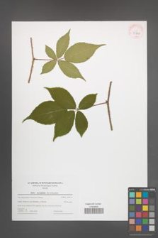 Rubus lucentifolius [KOR 43962]