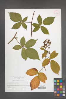 Rubus lucentifolius [KOR 44024]