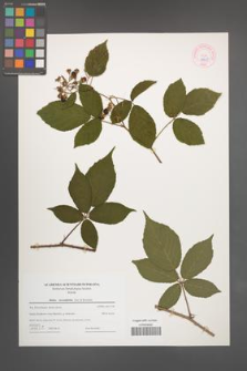 Rubus lucentifolius [KOR 44301]