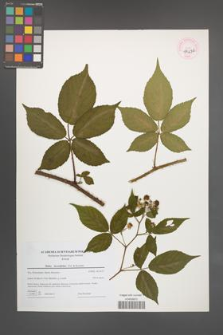 Rubus lucentifolius [KOR 44696]