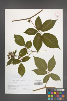 Rubus lucentifolius [KOR 44697]