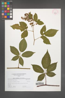 Rubus lucentifolius [KOR 44730]