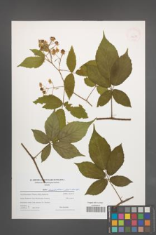 Rubus lucentifolius [KOR 43275]