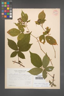 Rubus lucentifolius [KOR 54032]