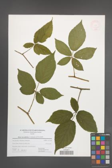 Rubus lucentifolius [KOR 47711]