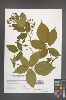 Rubus lucentifolius [KOR 47707]