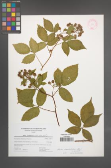 Rubus lucentifolius [KOR 44447]