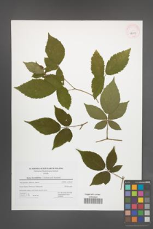 Rubus lucentifolius [KOR 42809]