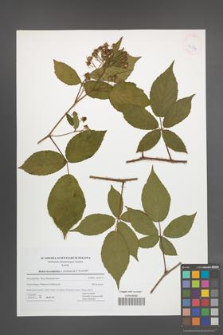 Rubus lucentifolius [KOR 42734]