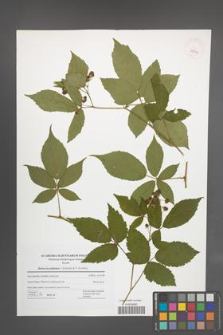 Rubus lucentifolius [KOR 42707]