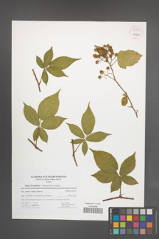 Rubus lucentifolius [KOR 54034]