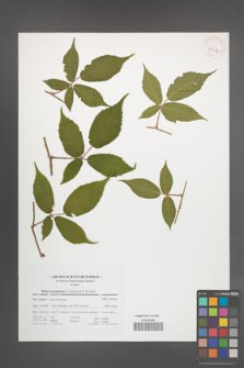 Rubus lucentifolius [KOR 41692]