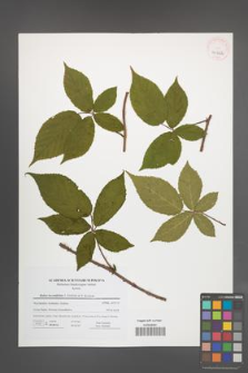 Rubus lucentifolius [KOR 41662]