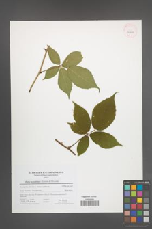 Rubus lucentifolius [KOR 41610]