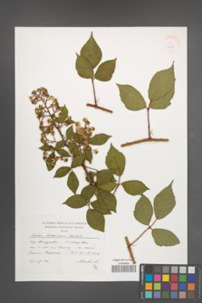 Rubus lusaticus [KOR 38305]