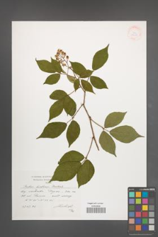 Rubus lusaticus [KOR 38315]