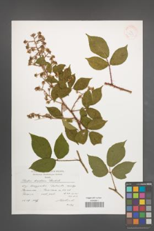 Rubus lusaticus [KOR 38317]