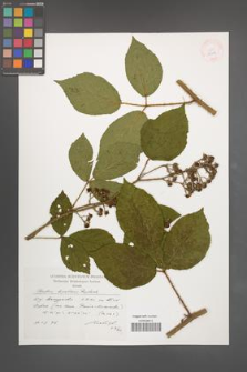Rubus lusaticus [KOR 38311]