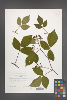 Rubus lusaticus [KOR 38262]