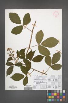 Rubus lusaticus [KOR 51972]