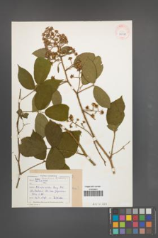 Rubus lusaticus [KOR 40511]
