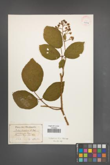 Rubus lusaticus [KOR 40514]