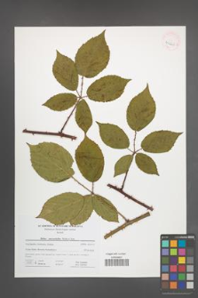 Rubus macrophyllus [KOR 41661]