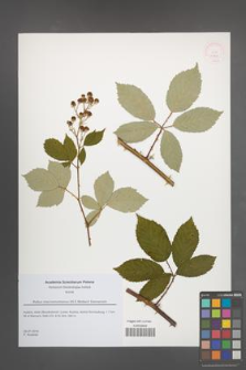 Rubus macromontanus [KOR 51835]