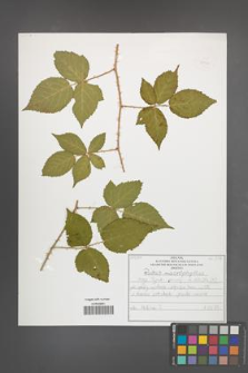 Rubus macrophyllus [KOR 52536]