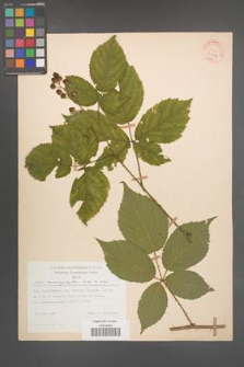 Rubus macrophyllus [KOR 30764]