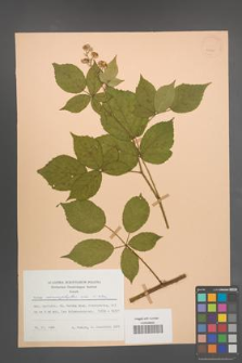 Rubus macrophyllus [KOR 25685]