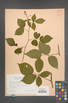Rubus macrophyllus [KOR 30759]