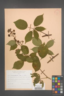 Rubus macrophyllus [KOR 30758]