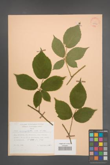 Rubus macrophyllus [KOR 25554]