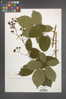 Rubus macrophyllus [KOR 24785]