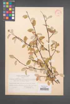 Amelanchier ovalis [KOR 11678]