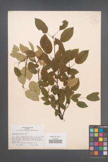 Amelanchier laevis [KOR 33739]