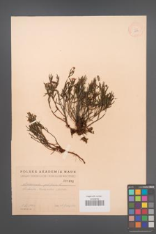 Andromeda polifolia [KOR 1813]