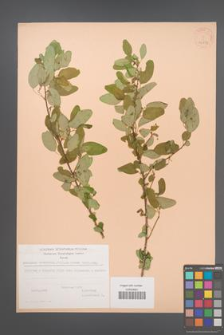 Andrachne cordifolia [KOR 24272]