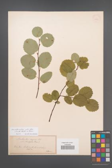 Amelanchier alnifolia [KOR 33745]