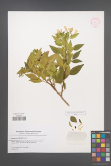 Anagyris latifolia [KOR 52807]