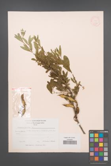 Anagyris foetida [KOR 11944]