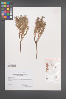 Anagallis monelli [KOR 43748]