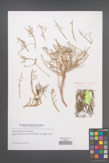 Anabasis articulata [KOR 51125]